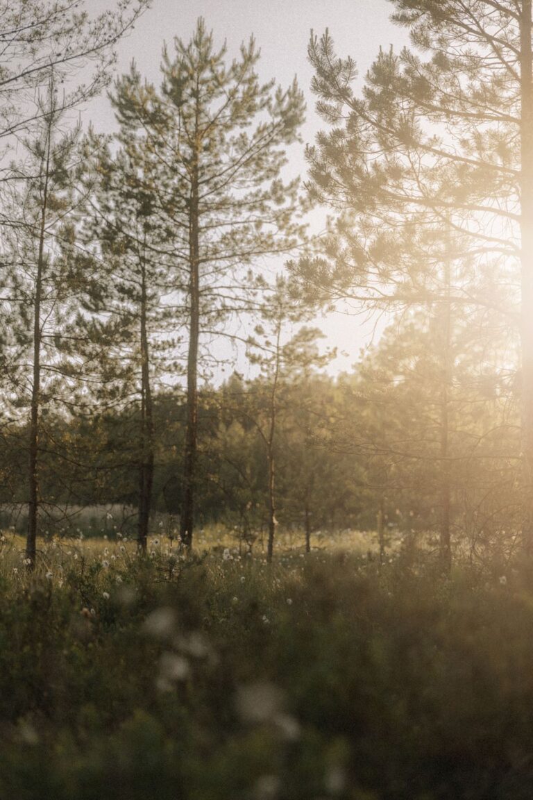 Gående meditation 24 – Slip frygten for at fylde